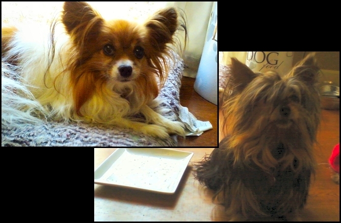 Sashy and Belle