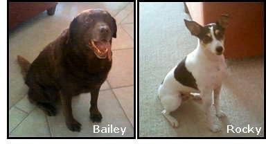 Bailey and Rocky
