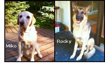 Miko and Rocky