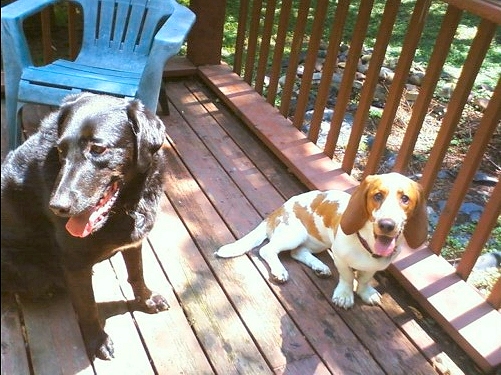 Tucker and Daisy (siblings of Burt & Sophie below)